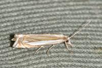 Crambus pascuella