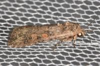 Spodoptera exigua