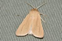 Mythimna impura