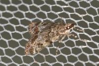 Eudonia mercurella