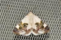 Acontia lucida