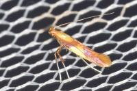 Caloptilia alchimiella