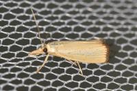 Agriphila straminella