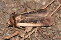 Ochropleura plecta