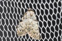 Meganola strigula