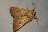 Mythimna ferrago