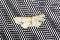 Idaea dimidiata