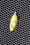 Agapeta hamana