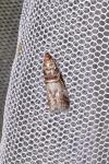 Acrobasis advenella