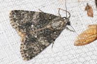 Acronicta rumicis