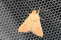 Mythimna vitellina
