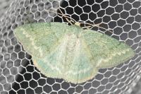 Pseudoterpna pruinata