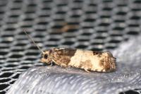 Spilonota ocellana