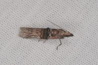 Nephopterix angustella