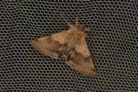 Heliothis viriplaca
