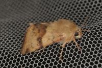 Heliothis viriplaca