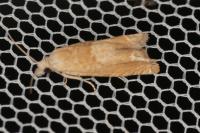 Eucosma conterminana