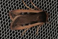 Ochropleura leucogaster