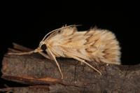 Cynaeda dentalis