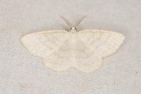 Cabera exanthemata