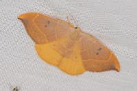 Watsonalla binaria