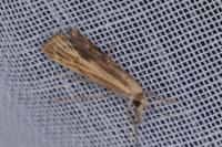Agriphila inquinatella
