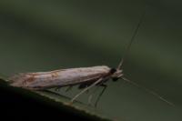 Ptocheuusa paupella