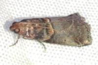 Acrobasis advenella