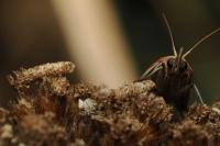 Coleophora argentula