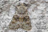 Hecatera dysodea