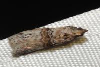 Nephopterix angustella