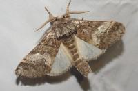 Drymonia querna