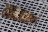 Epiblema graphana