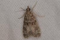 Eudonia mercurella