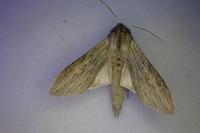 Cucullia umbratica