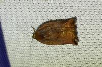 Archips podana