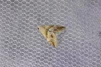 Eublemma parva