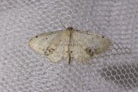Idaea dimidiata