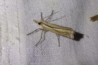 Ancylolomia tentaculella