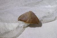 Watsonalla uncinula