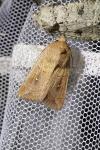 Mythimna albipuncta