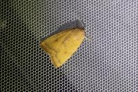 Noctua interjecta