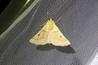 Crocallis elinguaria