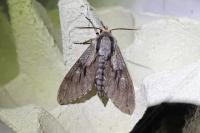 Hyloicus maurorum/pinastri