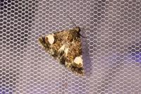 Tyta luctuosa