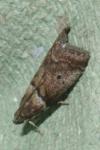 Acrobasis consociella