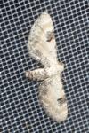 Eupithecia centaureata