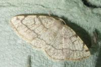 Stegania trimaculata