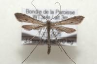 Agdistis satanas