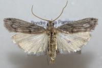 Epischnia asteris